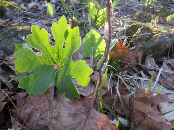They were all finished blooming, but were there in good numbers along with wild ginger, spring beauties, early meadow rue, and black cohosh.